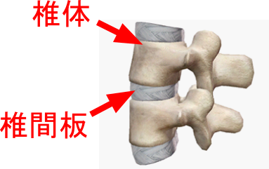 椎体