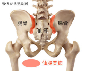 medical accurate illustration of the hip
